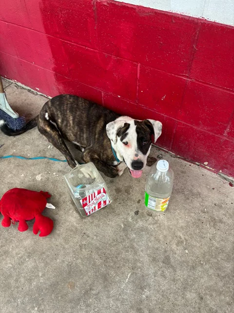 Two dogs need a home, and a way out of the Houston heat