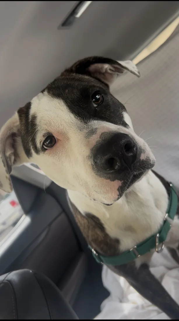Rascal, a brindle and white dog, riding in the car on his way to his new foster home