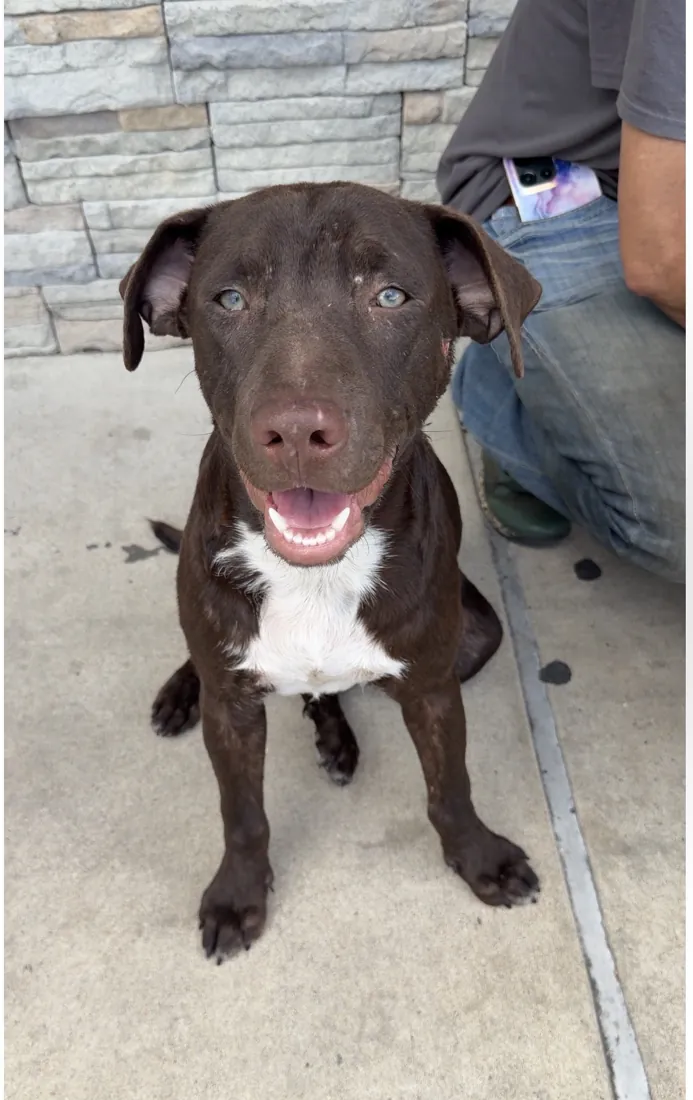 Skeletor, a chocolate brown Labrador type, sitting on the pavement and smiling at the camera