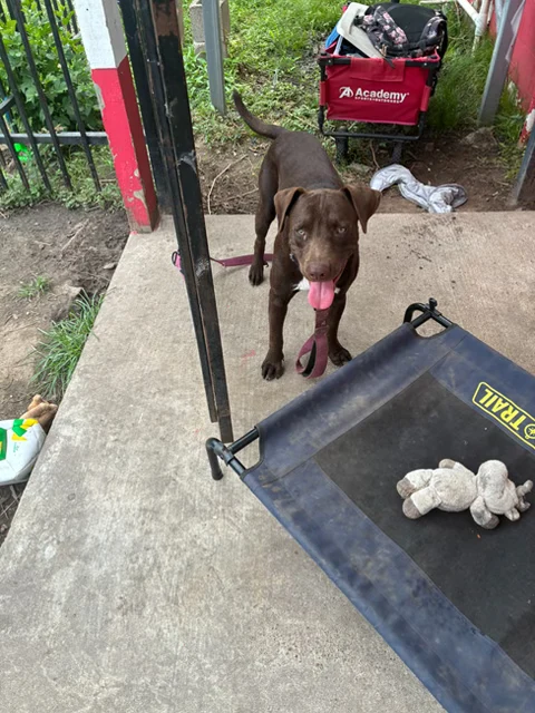 The brown Labrador type, tied up on the concrete in the shade